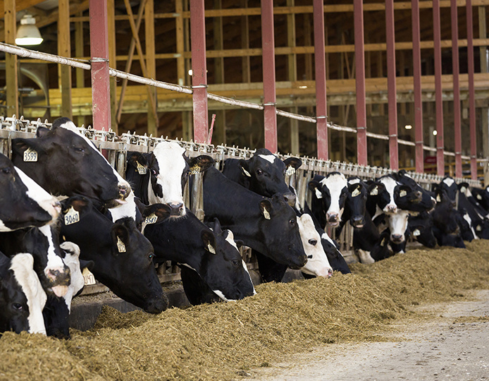 Smart Pasture Forage Solutions